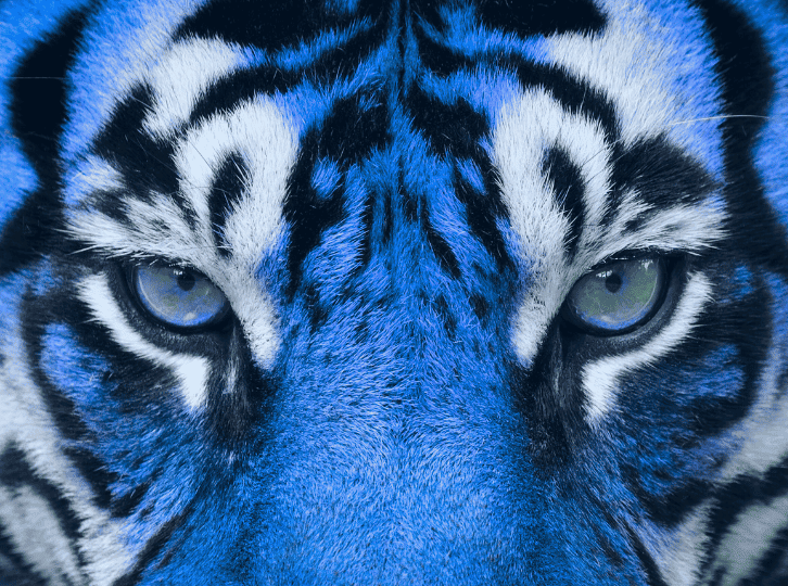 beastbi-blog